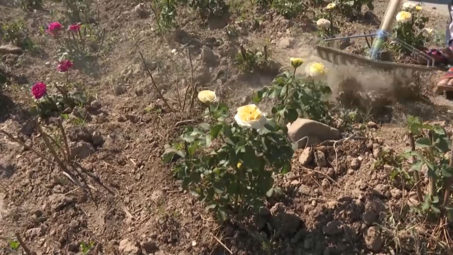 Шымкентте гүл егу жұмыстары басталды