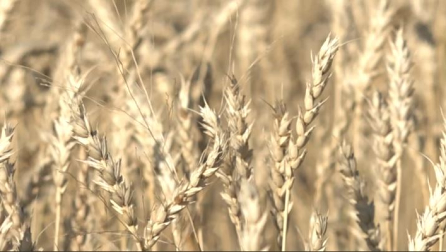 Аграрии готовятся к уборке урожая в СКО