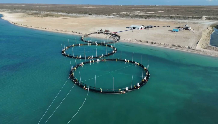 Каспий теңізінде бес мың тоннаға дейін балық өсіріледі