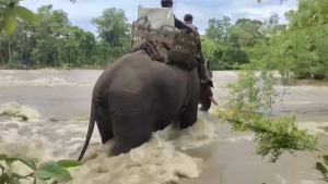 Урны для голосования перевозят на слонах в Камбодже
