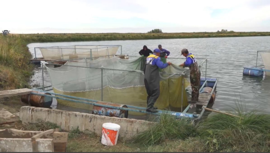 Балық тұтынушыға жеткенше бақыланады