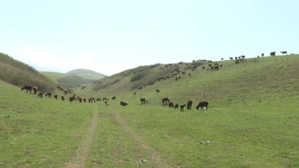 Поголовье племенного скота увеличивают в Алматинской области